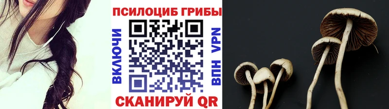 блэк спрут сайт  дарнет шоп  Аргун  Галлюциногенные грибы Psilocybe 